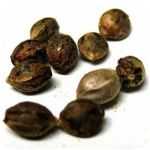 Семена марихуаны АК-47  (Seeds AK-47) в Новоузенске